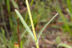 Variableleaf sunflower